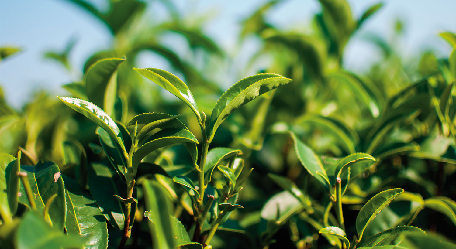 Fuji Green Tea Refreshingly Hydrating Conditioner 250ml