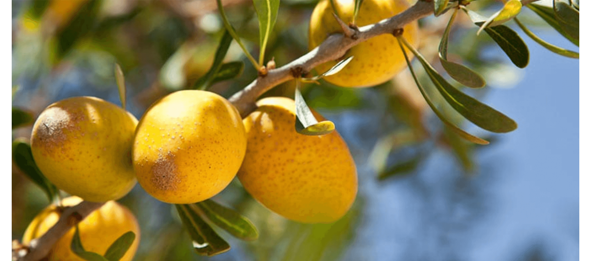 Community Trade Argan Oil From Morocco