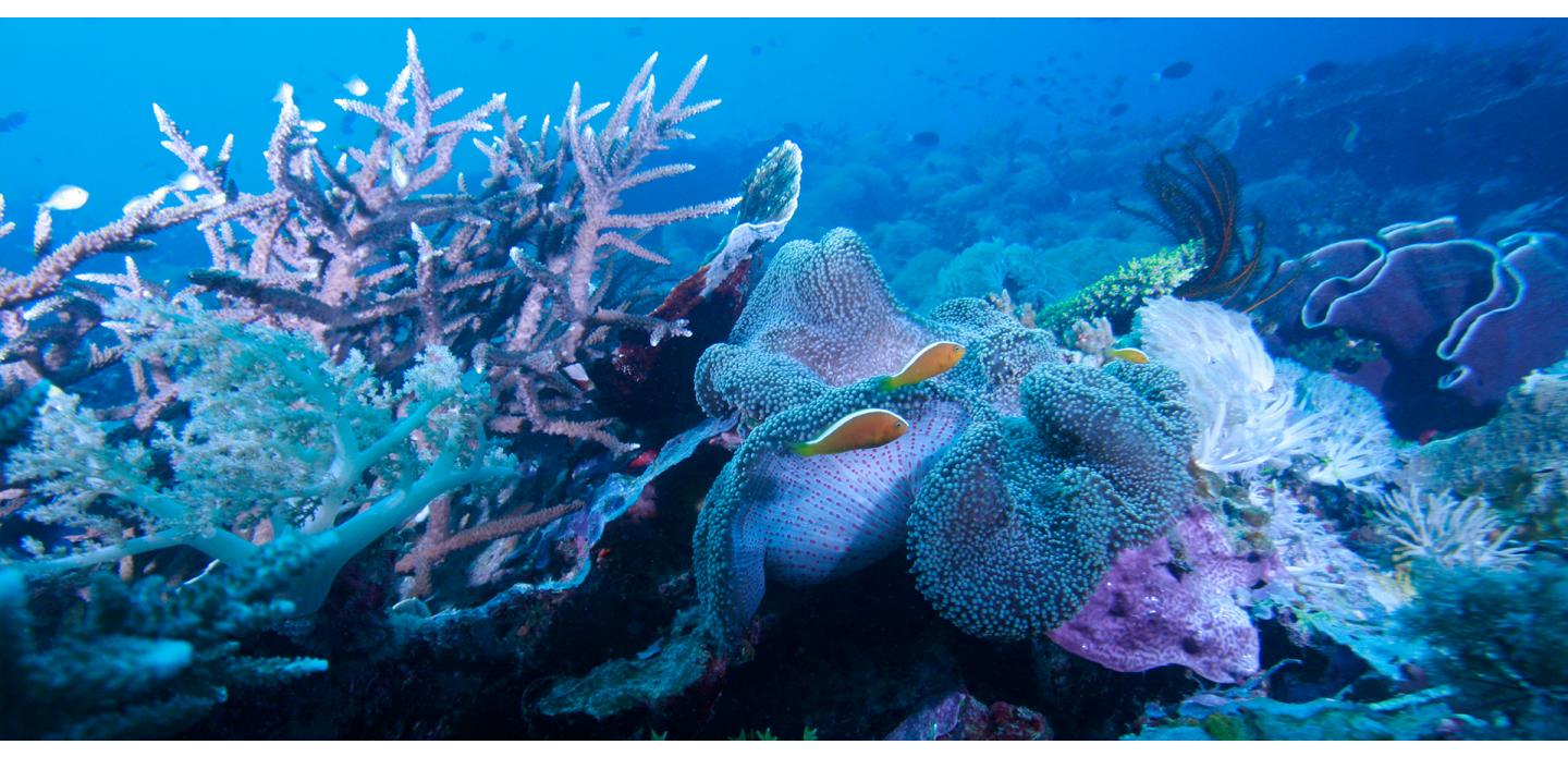 The Ocean's Future is In Our Hands