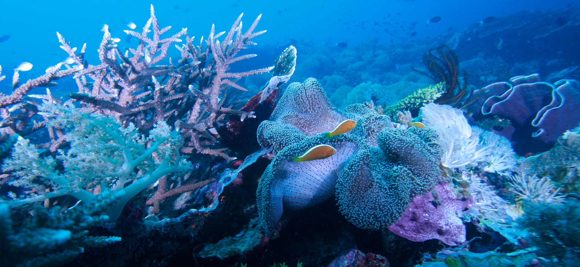 The Ocean's Future is In Our Hands