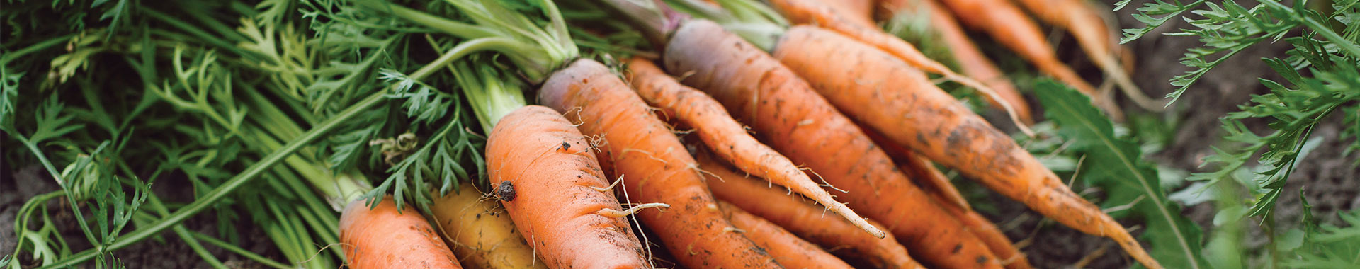 Carrot Carrot
