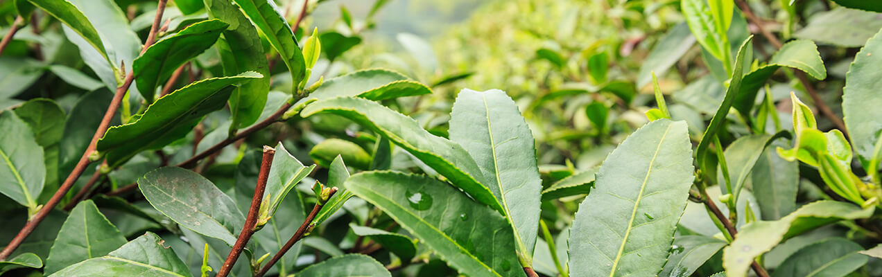 Fuji Green Tea Fuji Green Tea