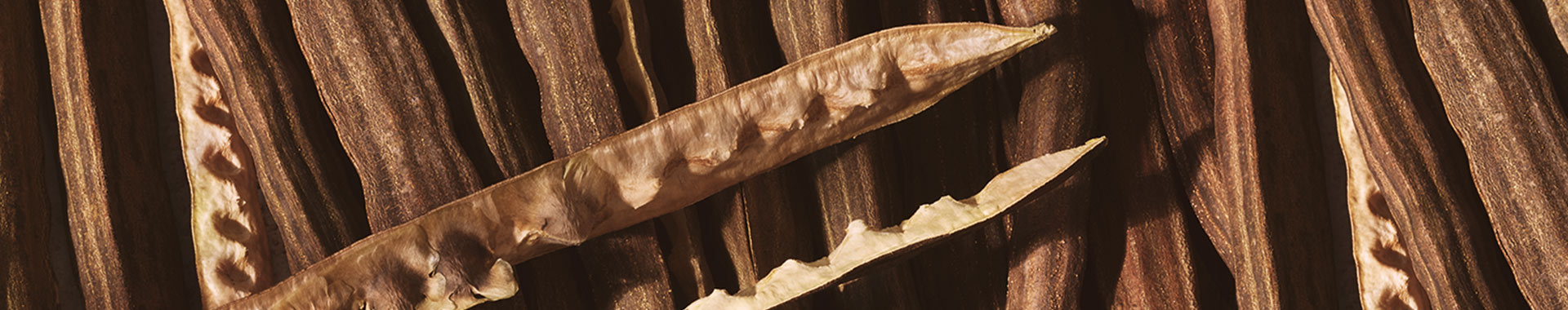 Moringa Moringa