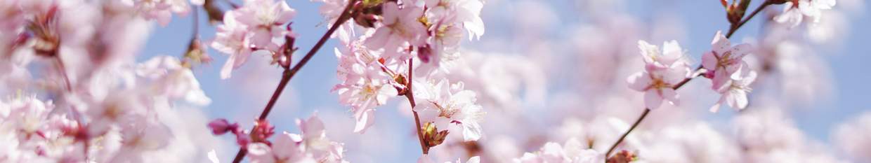 Glowing Cherry Blossom Glowing Cherry Blossom