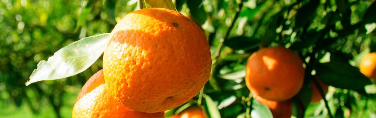 Satsuma Satsuma