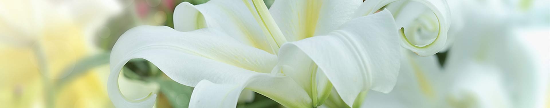White Musk® White Musk®